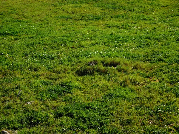 Bahçedeki dış mekan süs bitkileri