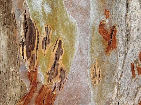 Baumstamm im Garten — Stockfoto