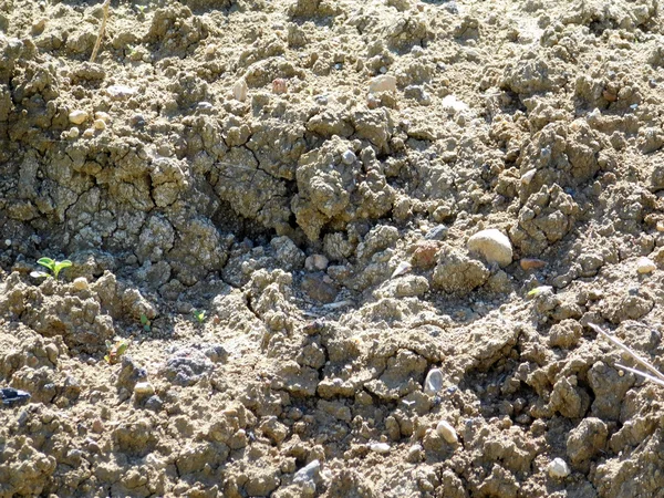 Textuur van grond in de tuin — Stockfoto