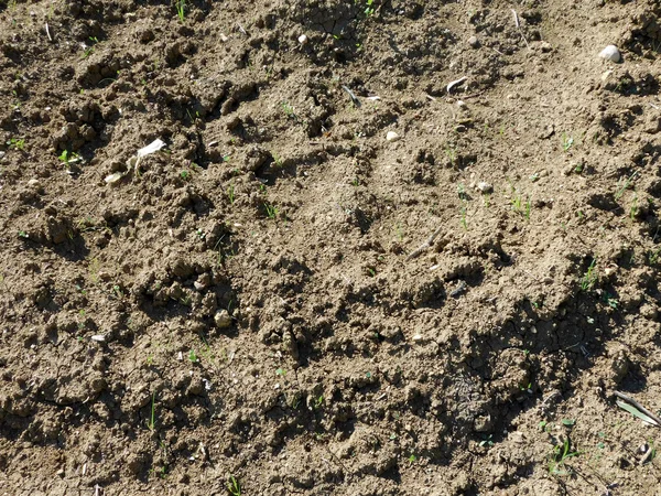 Textura de la tierra en el jardín —  Fotos de Stock