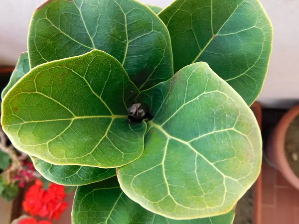 Buiten planten in de tuin — Stockfoto