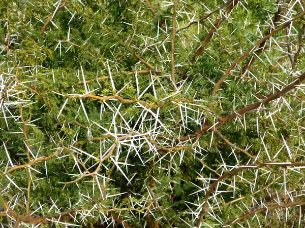 Plantes épineuses dans le jardin — Photo