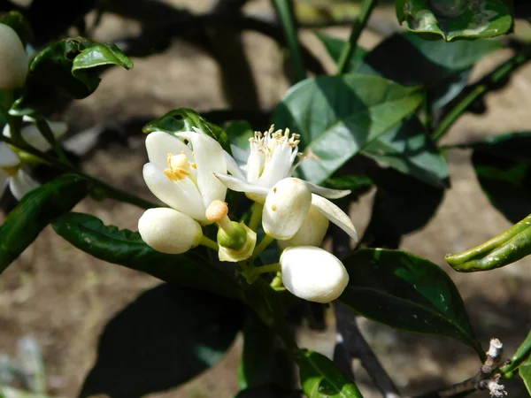 Plantas al aire libre en el jardín —  Fotos de Stock