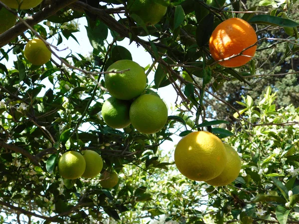 Albero di limone in giardino — Foto Stock