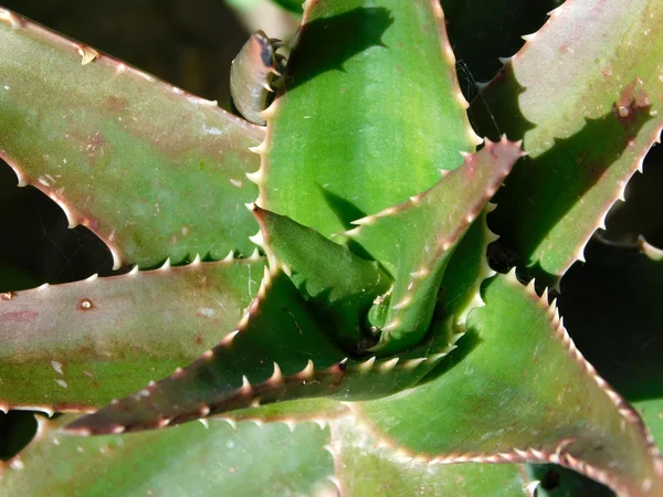 Piante spinose in giardino — Foto Stock