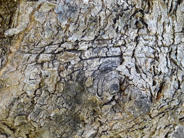 Holzstruktur im Garten — Stockfoto