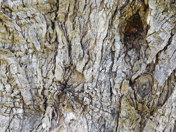 Textura de madeira no jardim — Fotografia de Stock