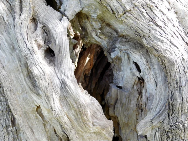 Trunk oliv träd i trädgården — Stockfoto