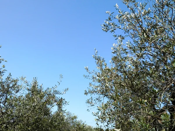 정원에 있는 올리브 나무 — 스톡 사진