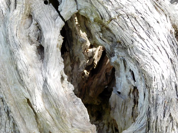 Trunk oliv träd i trädgården — Stockfoto