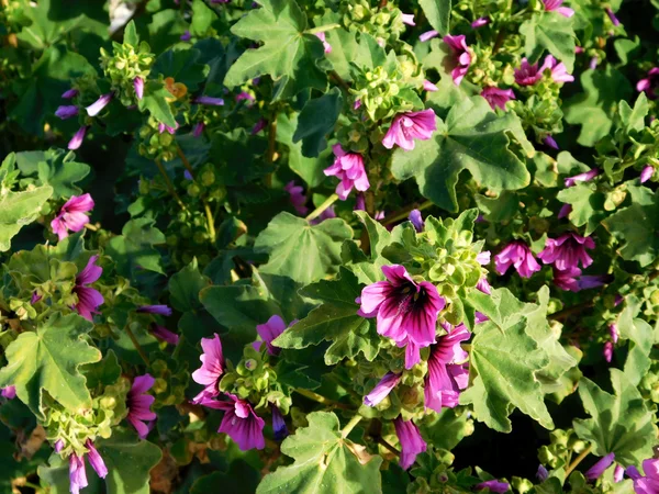 Buiten bloemen in de tuin — Stockfoto