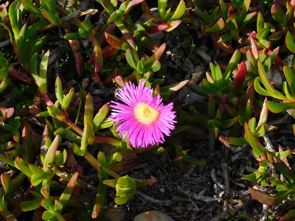 Flores al aire libre en el jardín —  Fotos de Stock