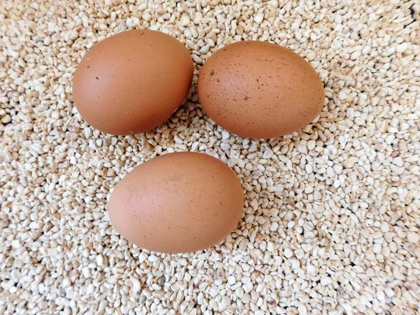 Eieren in de tuin — Stockfoto