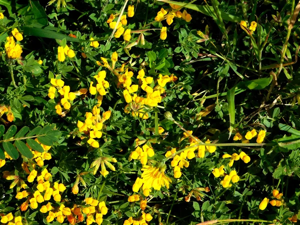 Flores al aire libre en el jardín —  Fotos de Stock