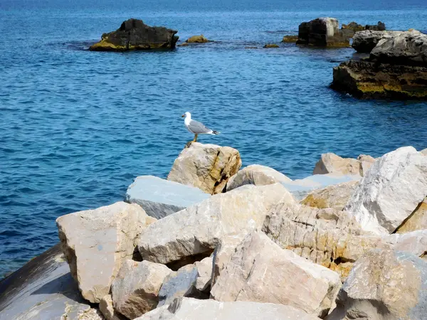 Seagulls outdoors beside the sea — Stock Photo, Image