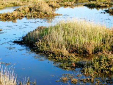 Marsh gün boyunca açık havada