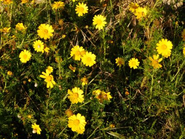 bahçede açık çiçek