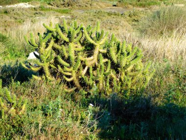 bahçede açık dikenli bitkiler