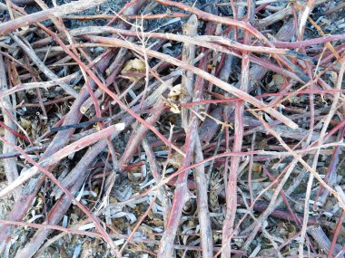 Bahçede açık ahşap yakma