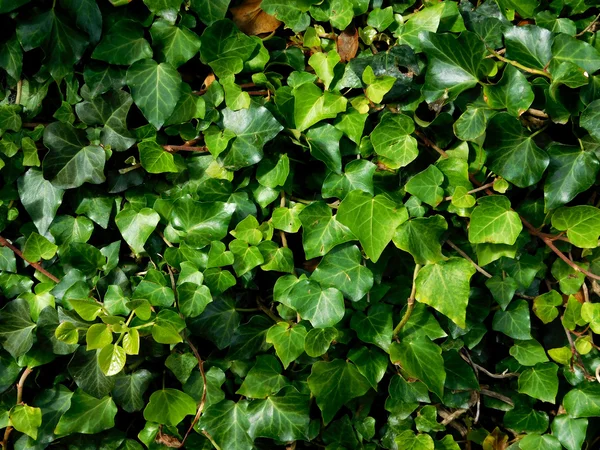 Plantas al aire libre en el jardín — Foto de Stock