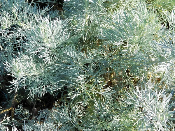 Des plantes d'extérieur dans le jardin — Photo