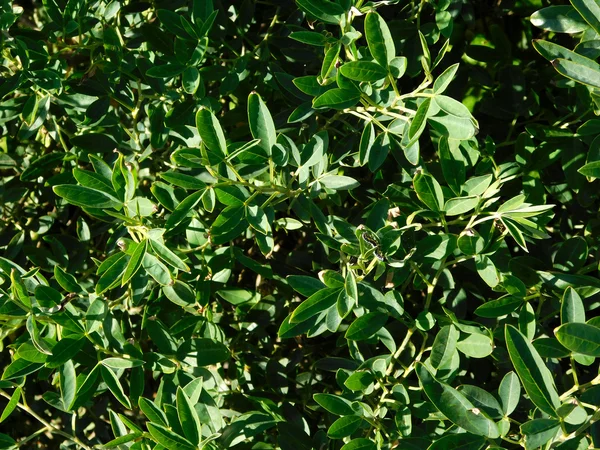 庭に屋外の植物 — ストック写真