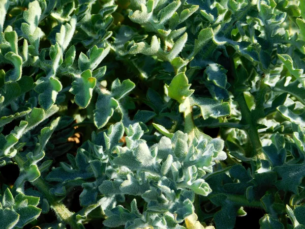 Plantas al aire libre en el jardín —  Fotos de Stock