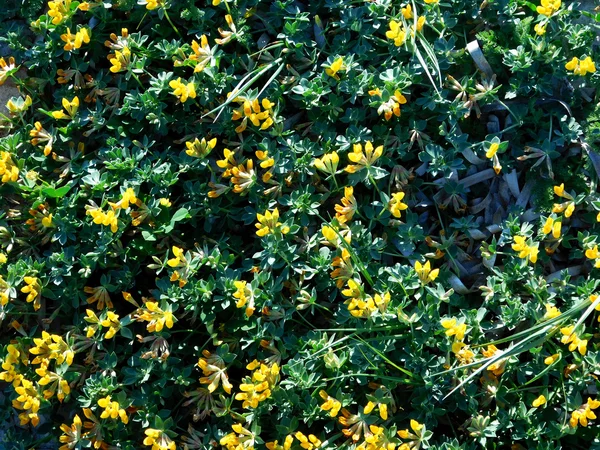 Fleurs en plein air dans le jardin — Photo