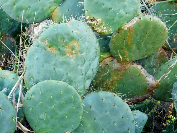 Buiten stekelige planten in de tuin — Stockfoto