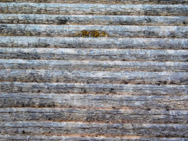 Textura de la madera al aire libre en el jardín — Foto de Stock