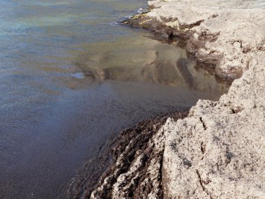 denize yakın açık yosun