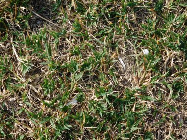 Bahçedeki dış mekan süs bitkileri