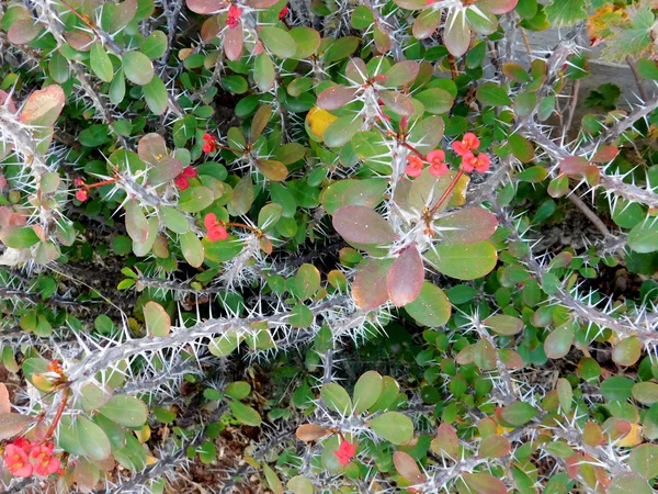 Plantas espinosas al aire libre en el jardín —  Fotos de Stock