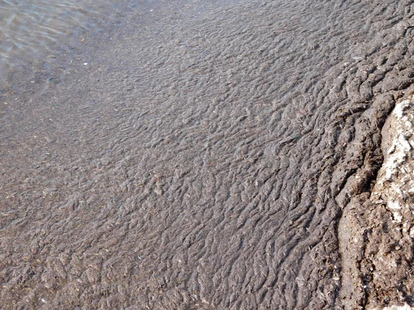 Alghe all'aperto vicino al mare — Foto Stock