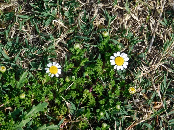 Flores ao ar livre no jardim — Fotografia de Stock