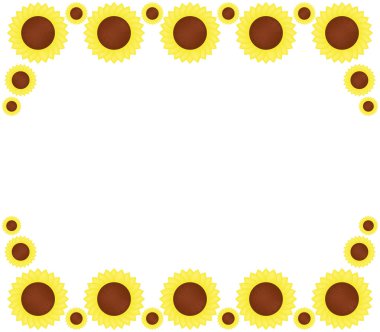 beyaz arkaplanda ayçiçekleri