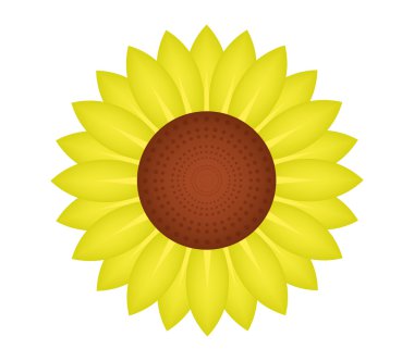 beyaz arkaplanda ayçiçekleri