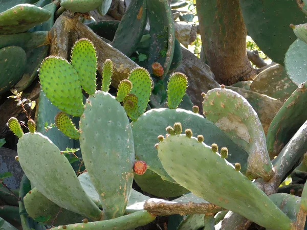 Buiten stekelige planten in de tuin — Stockfoto