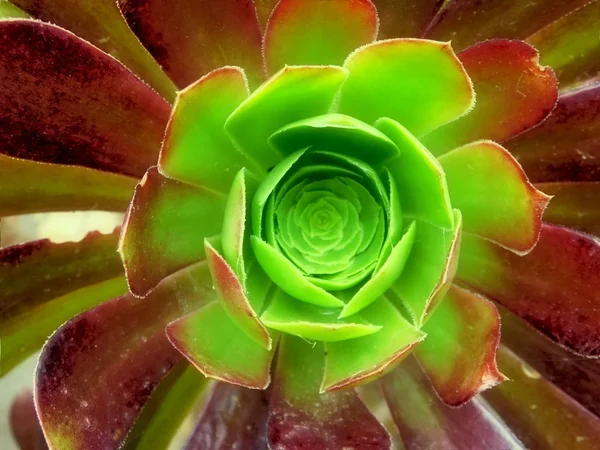 Buiten planten in de tuin — Stockfoto