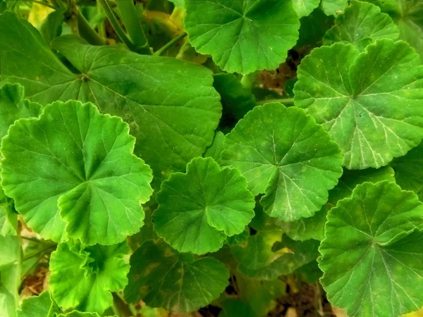 Plantas al aire libre en el jardín — Foto de Stock