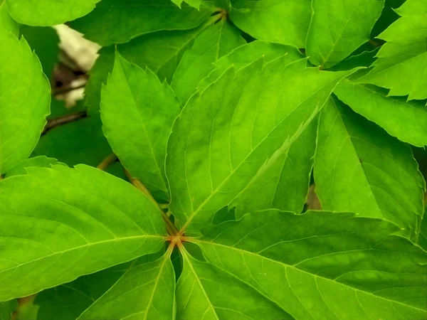 Piante da esterno in giardino — Foto Stock