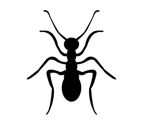 Ant icône sur fond blanc — Photo