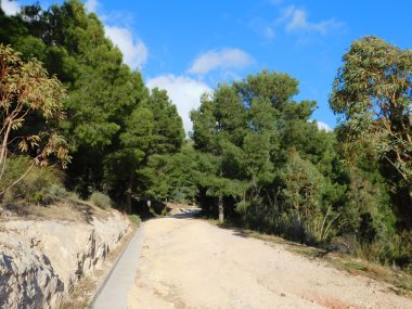 gün boyunca açık havada ağaç