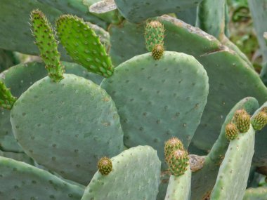 Bahçedeki dikenli bitkiler