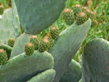 Bahçedeki dikenli bitkiler