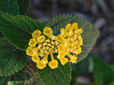 bahçede açık çiçek