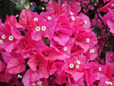 bahçede açık çiçek