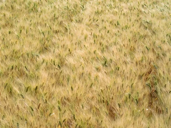 Maisfeld im Grünen — Stockfoto