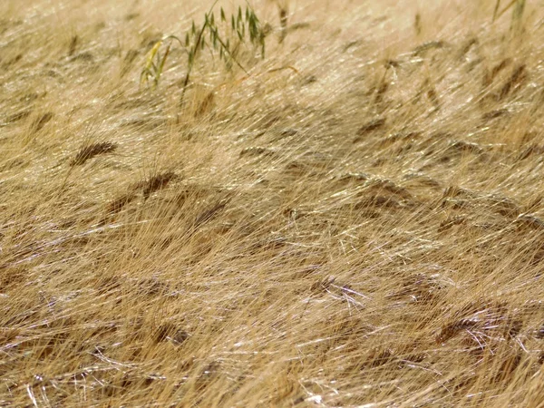 Kukorica a területen szabadban vidéken — Stock Fotó