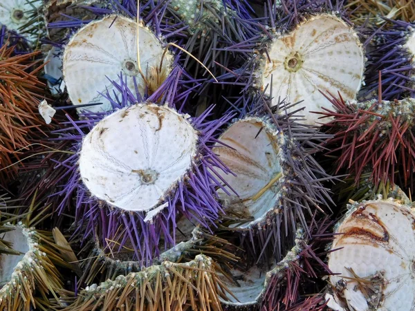 Venkovní ježovky k moři — Stock fotografie